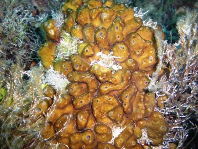 Chondrilla nucula Schmidt, 1862